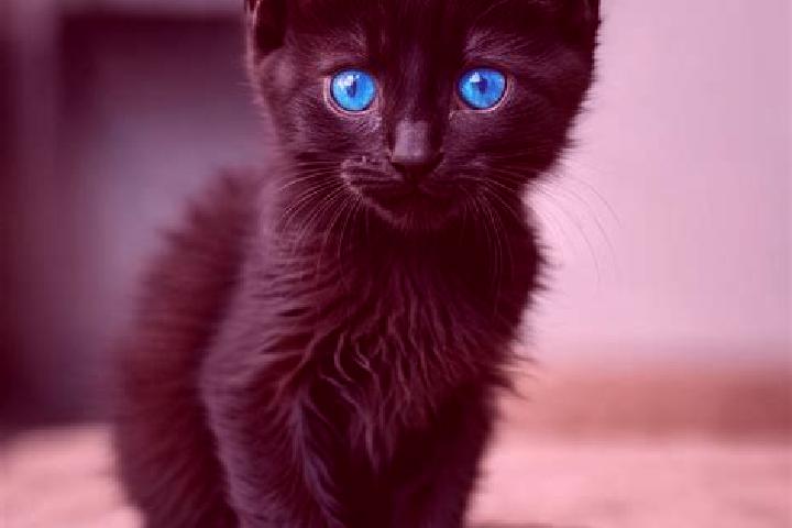 Bruno Bingo slot game