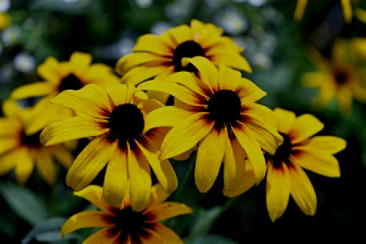 Liberty Cash Spins slot