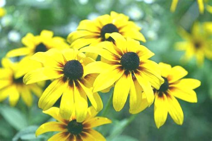 Spin Tyson, Spin! online slot