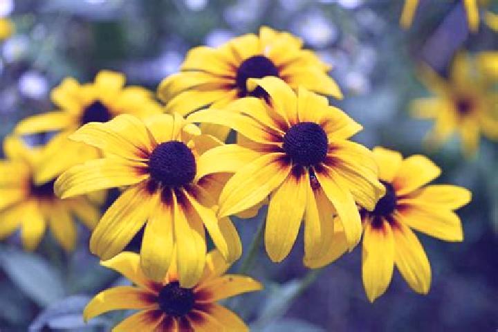 Super Reels Deluxe slot
