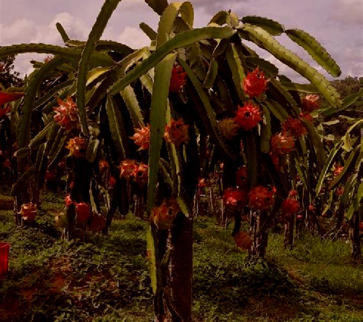 Wolf Strike Hold and Win Extra online slot