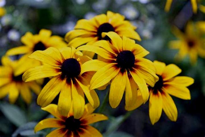 Wonder Land slot machine